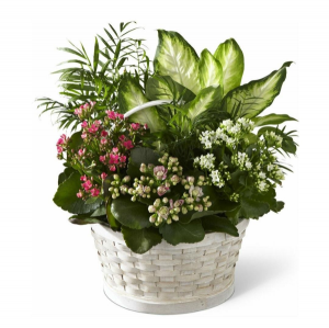 Rural Beauty Dishgarden 