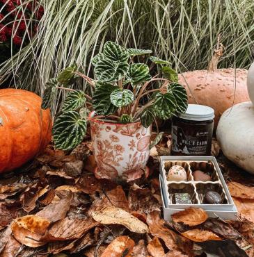 Cabin in the Woods Plant, Chocolate, Candle & Gift Card in Iowa City, IA | Every Bloomin' Thing Cabin in the Woods Plant, Chocolate, Candle & Gift Card in Iowa City, IA | Every Bloomin' Thing