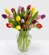 Rush of Color Tulips