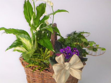 Rustic Basket Garden green and blooming plants