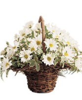 Rustic Basket with Daisies 