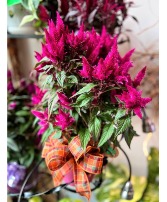 Rustic Celosia Blooming Plant