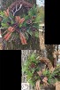 Rustic Christmas Grapevine Wreaths 