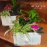 Rustic Drawer Planter