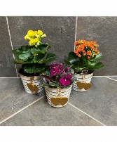 Rustic Heart Blooming Planter 