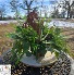 Rustic Horse Themed Silk Arrangement  