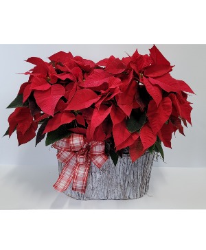 Rustic Poinsettia Basket Plant