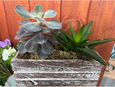 Rustic Succulent Plant Arrangement 