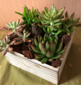 Rustic Succulent Succulent Desk Planter
