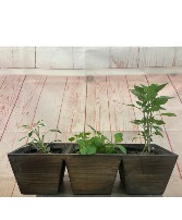 Rustic Trio Herb Garden Plant 