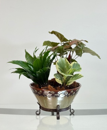 Rustic Tropical  Dish Garden  in Newmarket, ON | FLOWERS 'N THINGS FLOWER & GIFT SHOP Rustic Tropical  Dish Garden  in Newmarket, ON | FLOWERS 'N THINGS FLOWER & GIFT SHOP