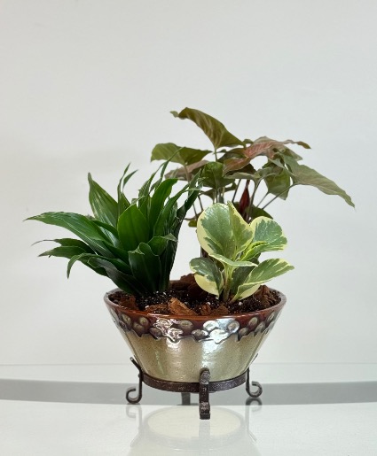Rustic Tropical  Dish Garden