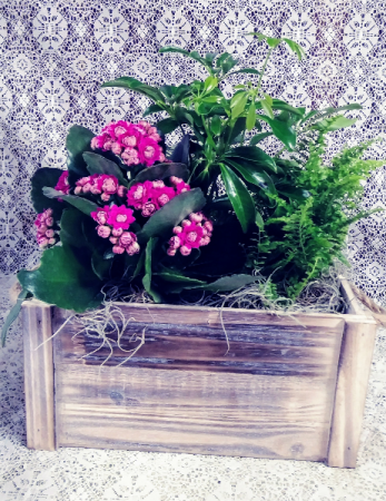 Rustic Wooden Crate with Blooming & Green Plants