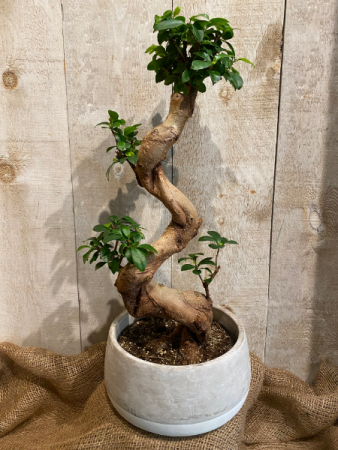 S Shape Bonsai plant