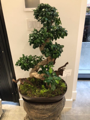 S style Ficus Ginseng Bonsai Tree 