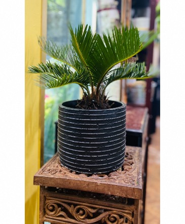 Sago palm --Black textured ceramic in Clifton, NJ | Days Gone By Florist