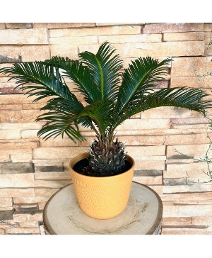 Sago Palm Plant