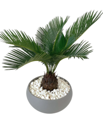Sago Palm Plant  