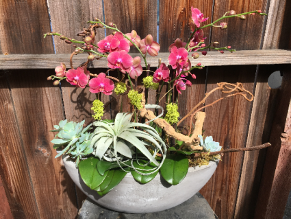 Elegant Orchids with succulents