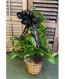 SAINTS Pole Pothos! 