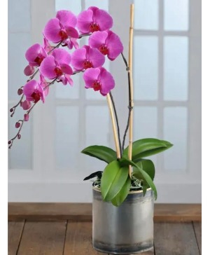 SALE-XL Orchid In Bloom  