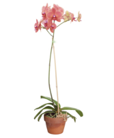 Salmon Single Stem Phalaenopsis Orchid in Ceramic Pot