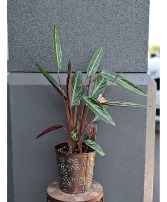 Sanguinea Calathea in a metal container 2 Available in Store Now