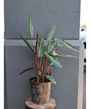 Sanguinea Calathea in a metal container 2 Available in Store Now