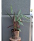 Sanguinea Calathea in a metal container 2 Available in Store Now