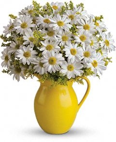 SANNY DAY PICHER OF DAISIES 