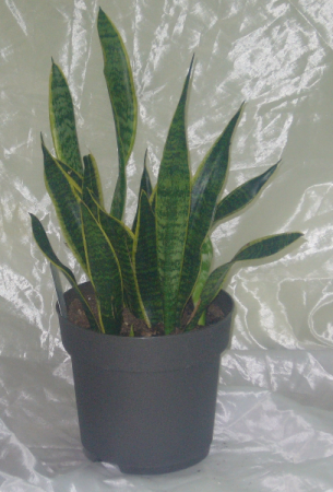 SANSEVERIA Green House Plant
