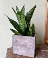 Sanseveria Wooden Box Indoor Plant