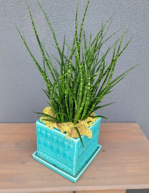 Sansevieria Fernwood Mikado,  Snake Plant in Nice Teal Raised patteren square ceramic pot