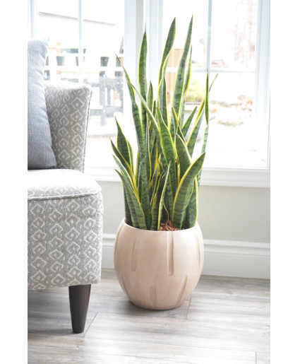 Sansevieria Large Tropical Plant in Cream Ceramic Pot