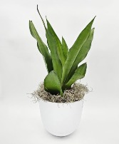 Sansevieria Moonshine Plant