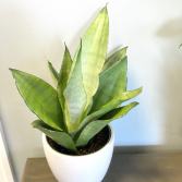 Sansevieria Moonshine 'Snake Plant'
