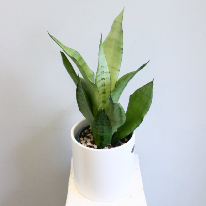 Sansevieria Moonshine 'Snake Plant' *Local Delivery Only*