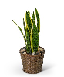 Sansevieria Plant in Basket Plant