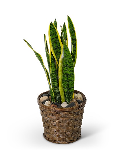 Sansevieria Plant in Basket Plant