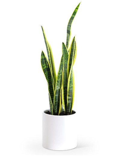 Sansevieria Plant Potted Plant