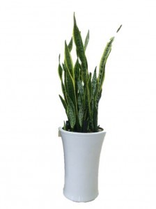 SANSEVIERIA-TALL CERAMIC POT