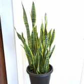 Sansevieria Trifasciata Laurentii 'Snake Plant'