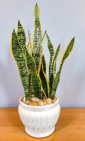 Sansevieria Trifasciata ( Snake Plant )  