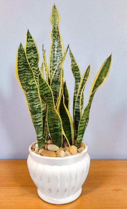 Sansevieria Trifasciata ( Snake Plant )  
