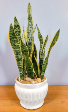 Sansevieria Trifasciata ( Snake Plant )  