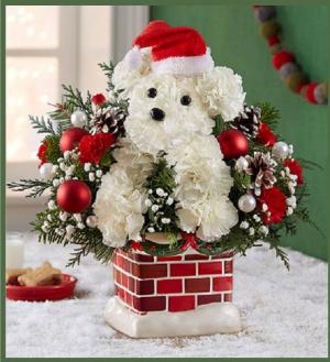 Santa Paws in Arlington, TX | Erinn's Creations Florist Santa Paws in Arlington, TX | Erinn's Creations Florist
