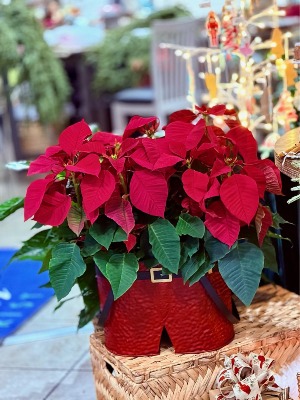 Santa Poinsettia Planter Plants