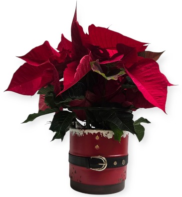 Santa's Buckle Poinsettia  SOLD OUT for 2024 in Culpeper, VA | ENDLESS CREATIONS FLOWERS AND GIFTS