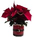 Santa's Buckle Poinsettia  SOLD OUT for 2024