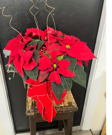 Santa's Helper Poinsettia 8 Inch Poinsettia in Coralville, IA | Every Bloomin' Thing